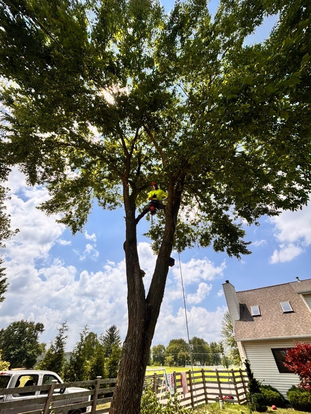 Climber roped high into a large leafy tree during a removal, climbing line running down to the ground, with a house and fence below